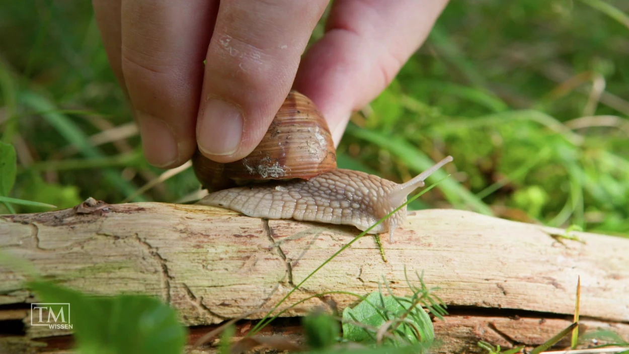 Superheld: Schnecke