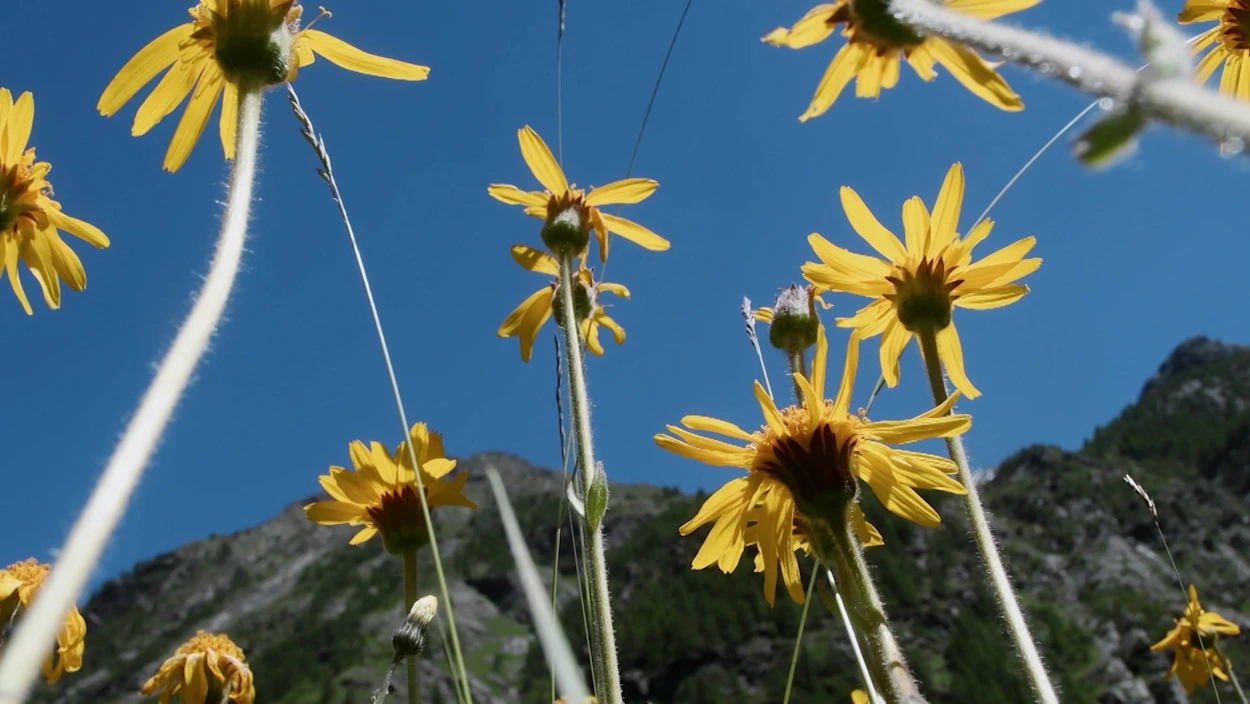 Heilen mit Alpenkräutern?