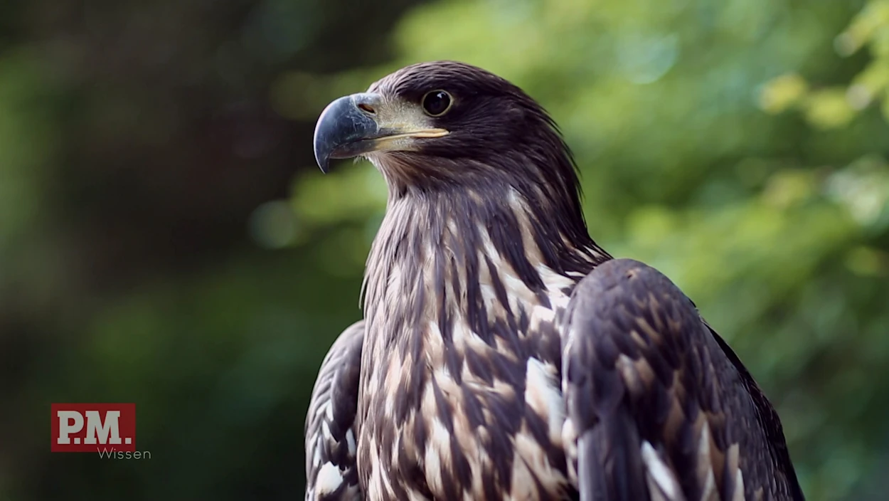 u.a. Tierischer Truppenübungsplatz / Geflügelter Lasten-Segler / Essbare Alpen