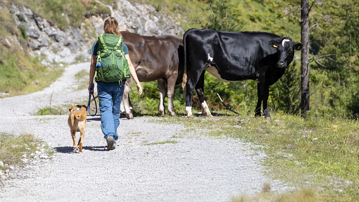 Nach der tödlichen Kuhattacke in der Steiermark: Rufe nach Hundeverbot auf Almen
