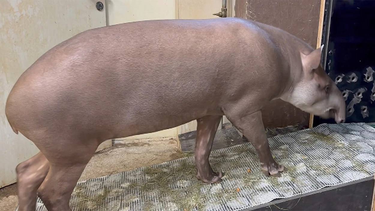 Tapir Lupo muss Auswandern: Umzug von Schmiding nach Melbourne