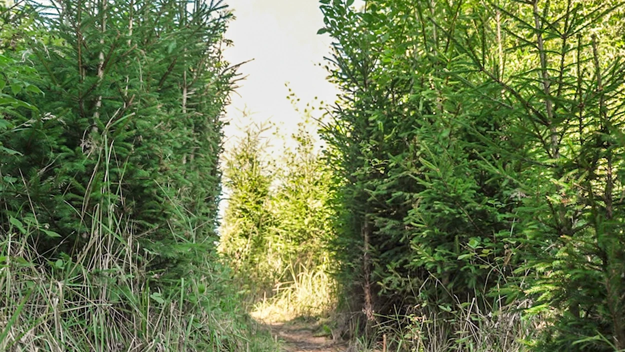 Mountainbiker bauen illegale Downhill-Strecke in Spielberg
