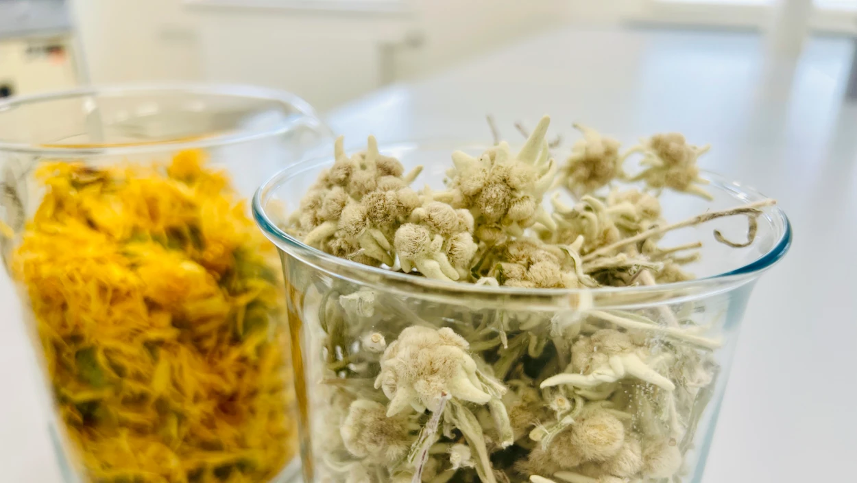 Die Heilkraft der Alpenkräuter