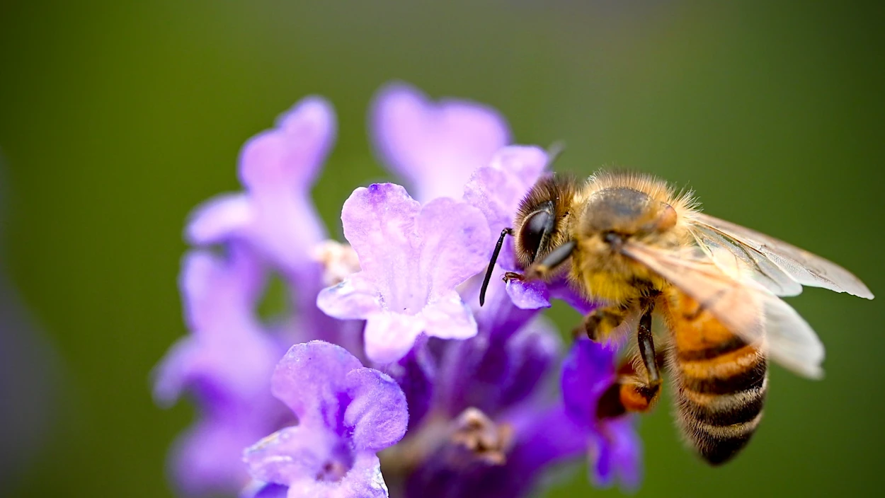 Spurensuche im Honigglas