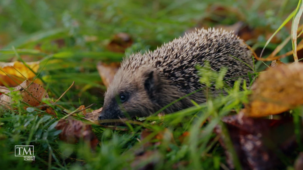Winterschlaf, Welthandel, Weihnachtsbäckerei