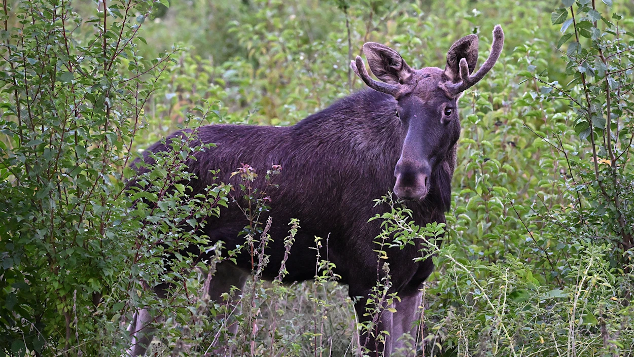 "Elch Emil" Wort des Jahres: Meldungen vom Tag - 04.12.