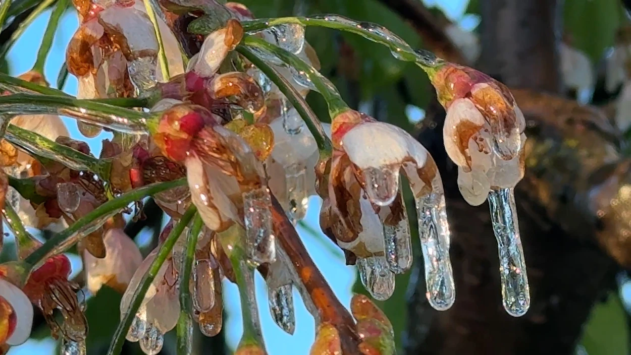 Obstblüte in Gefahr: Minusgrade, Frostschutz-Tricks & Wetterausblick für das Wochenende