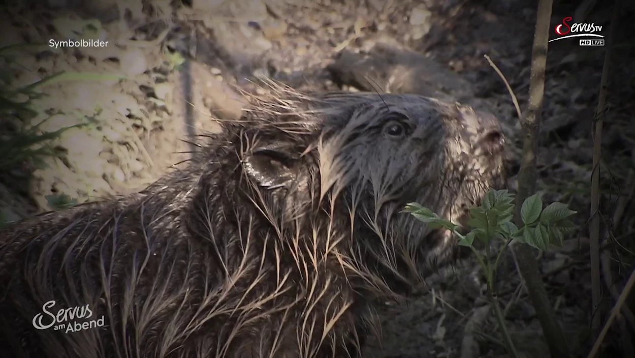 Biber auf dem Festspielhaus: Bundesländer-News vom 12.03.