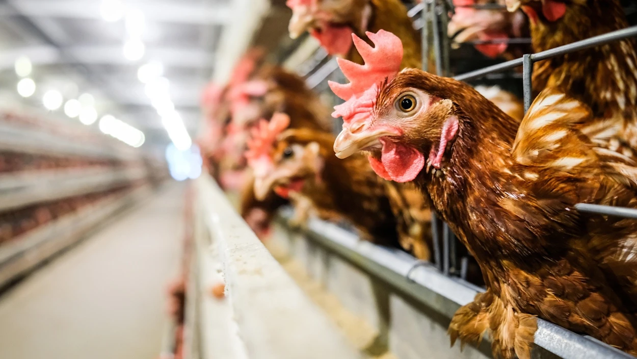 Käfig-Eier aus der Ukraine in heimischen Supermärkten