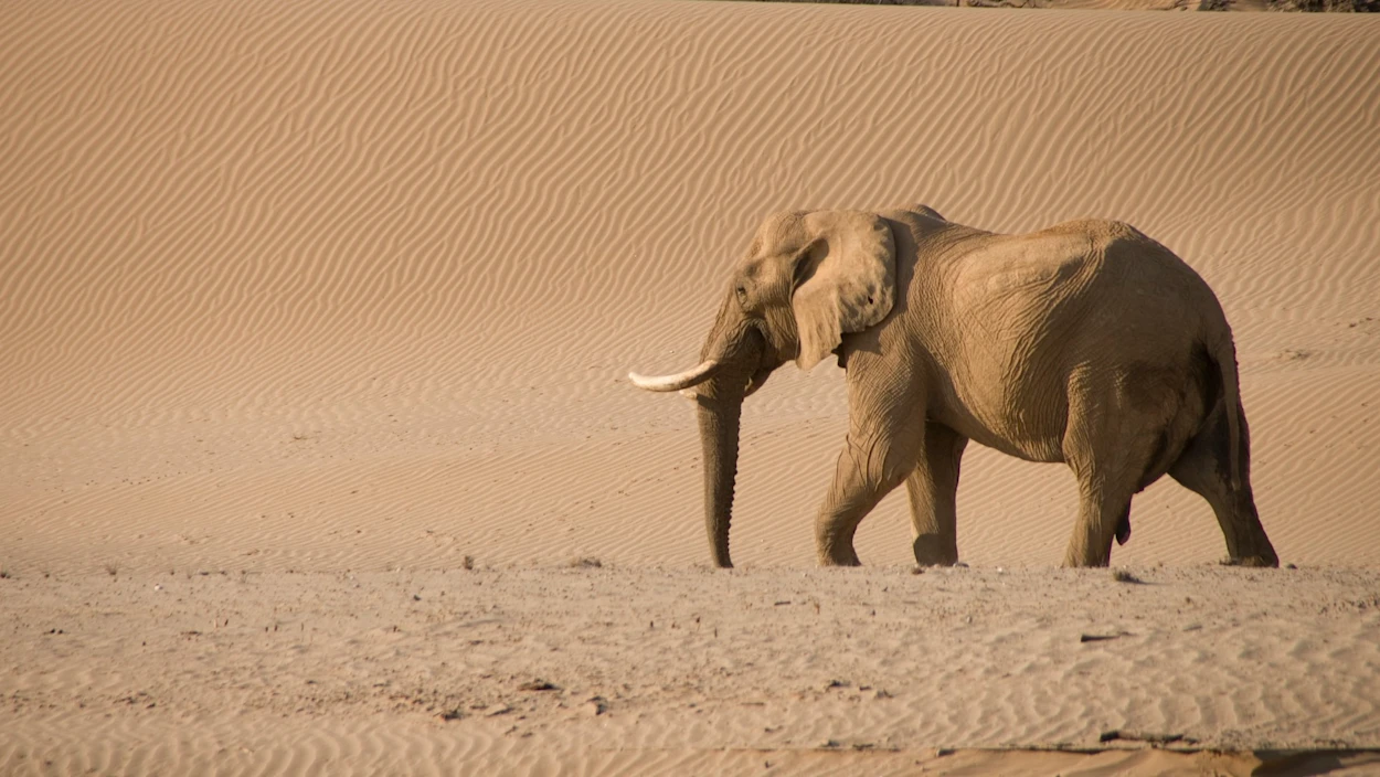Namibia - Flüsse aus Sand