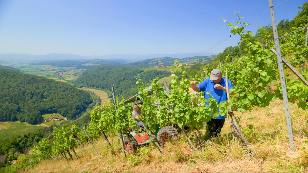  Sanfte Hügel, stramme Hendln – Im Sulmtal-Sausal