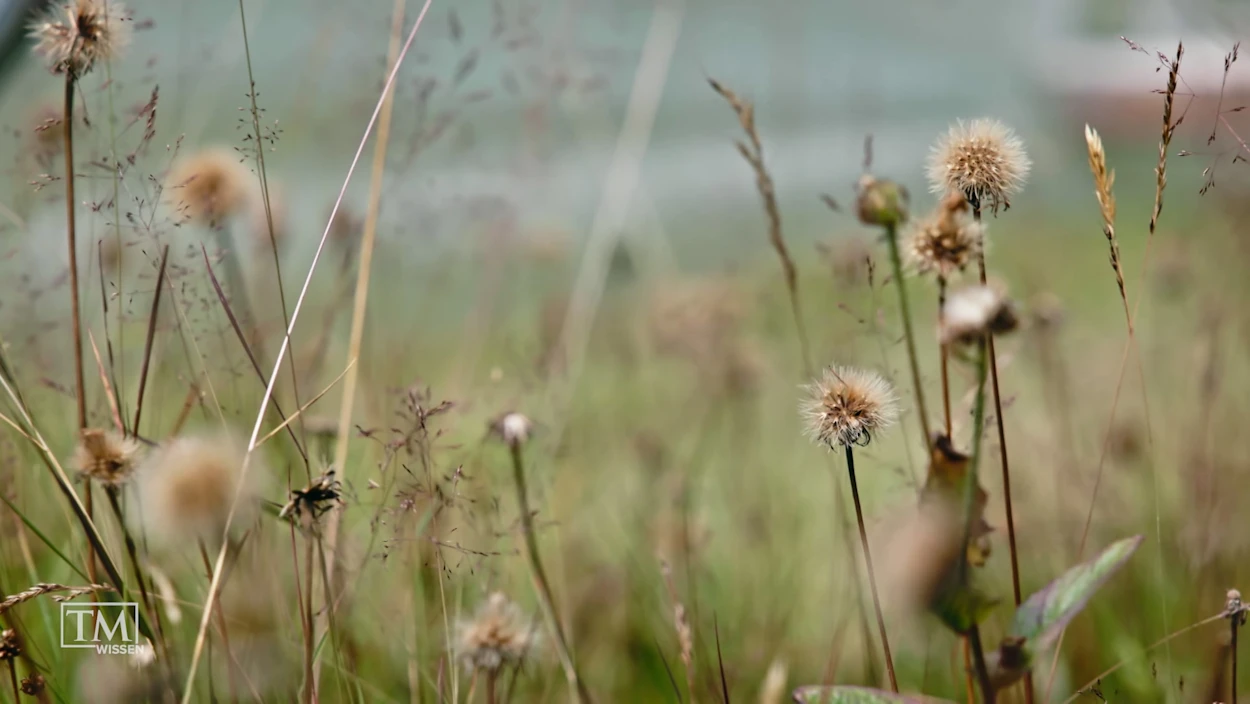Wie kommen unsere Pflanzen mit Dürre klar? 