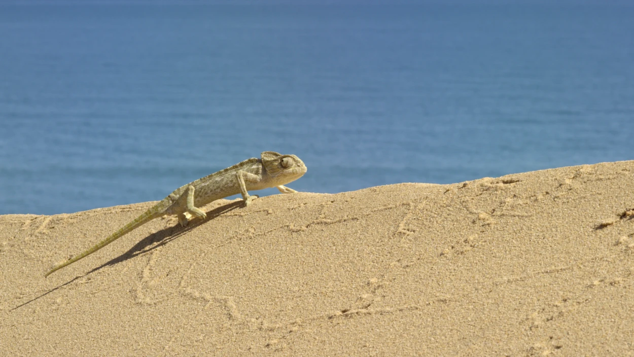 Zwischen Dünen und Meer (2/2)