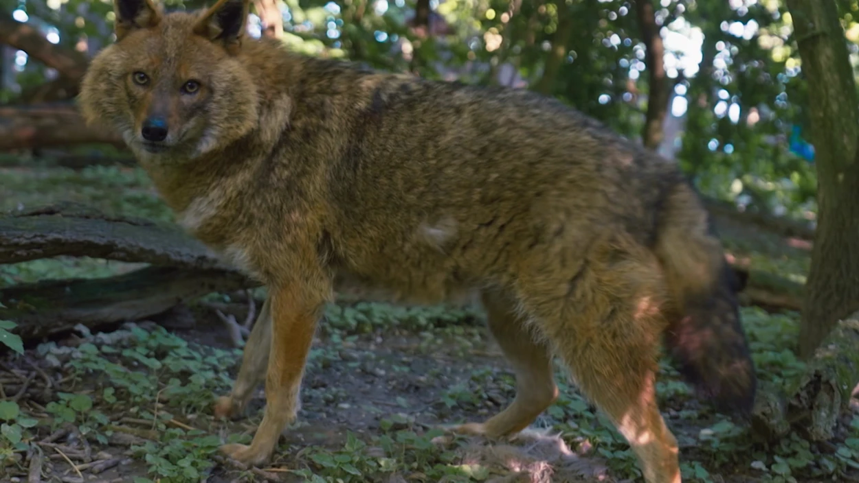 Des Wolfs kleiner Bruder