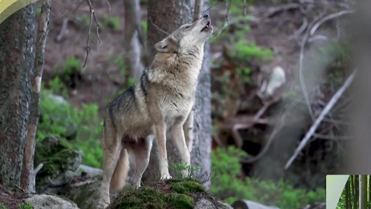 Weniger Schutz für den Wolf: Was ändert sich?