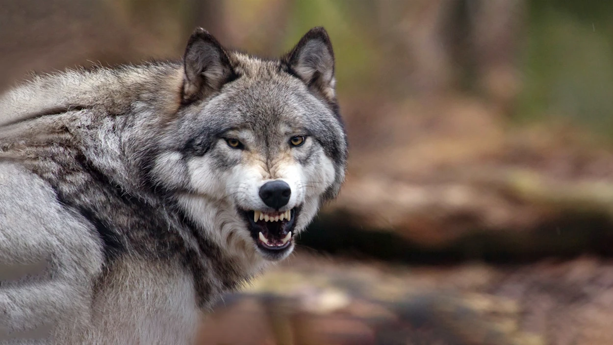 Wolf-Abschuss "ohne Jagdschein": Straftat oder Selbstschutz?