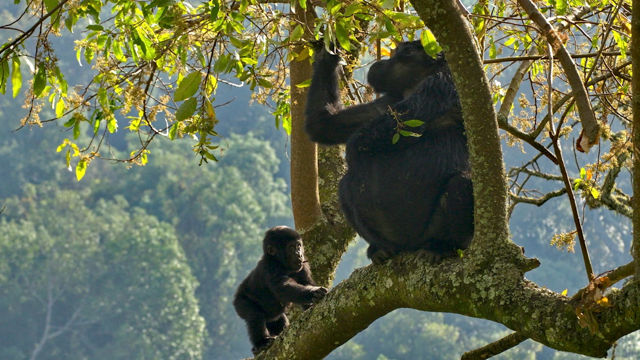 Gorilla gorilla gorilla