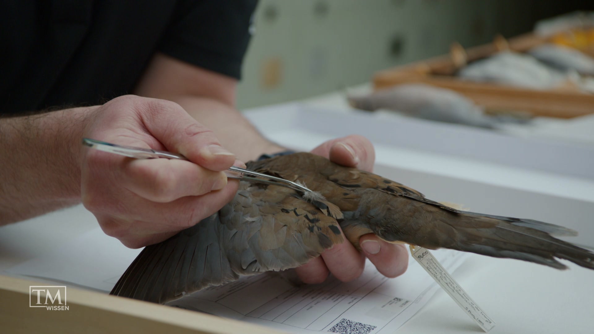 Was sind Feder-Detektive?