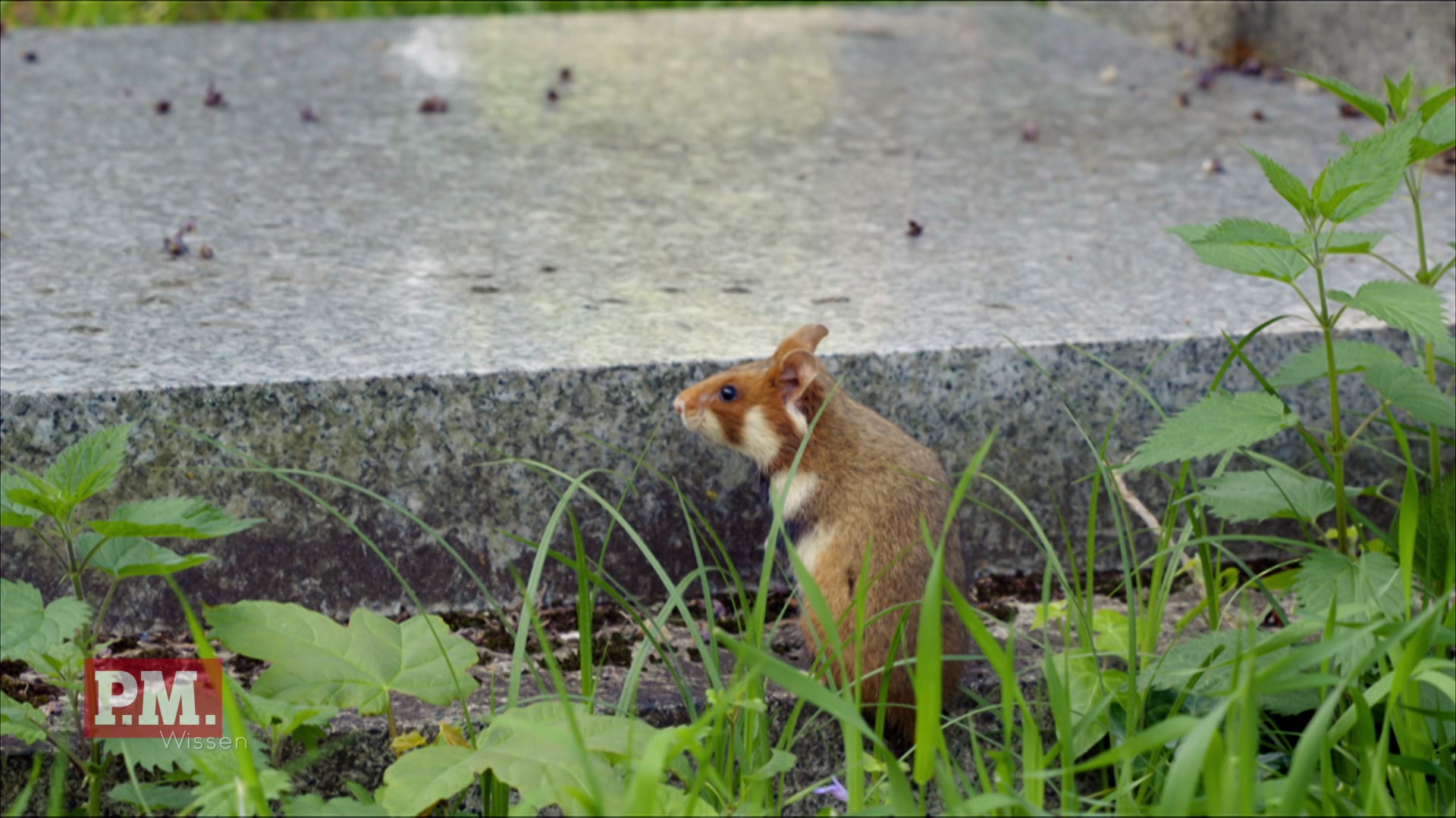 Leben auf dem Friedhof