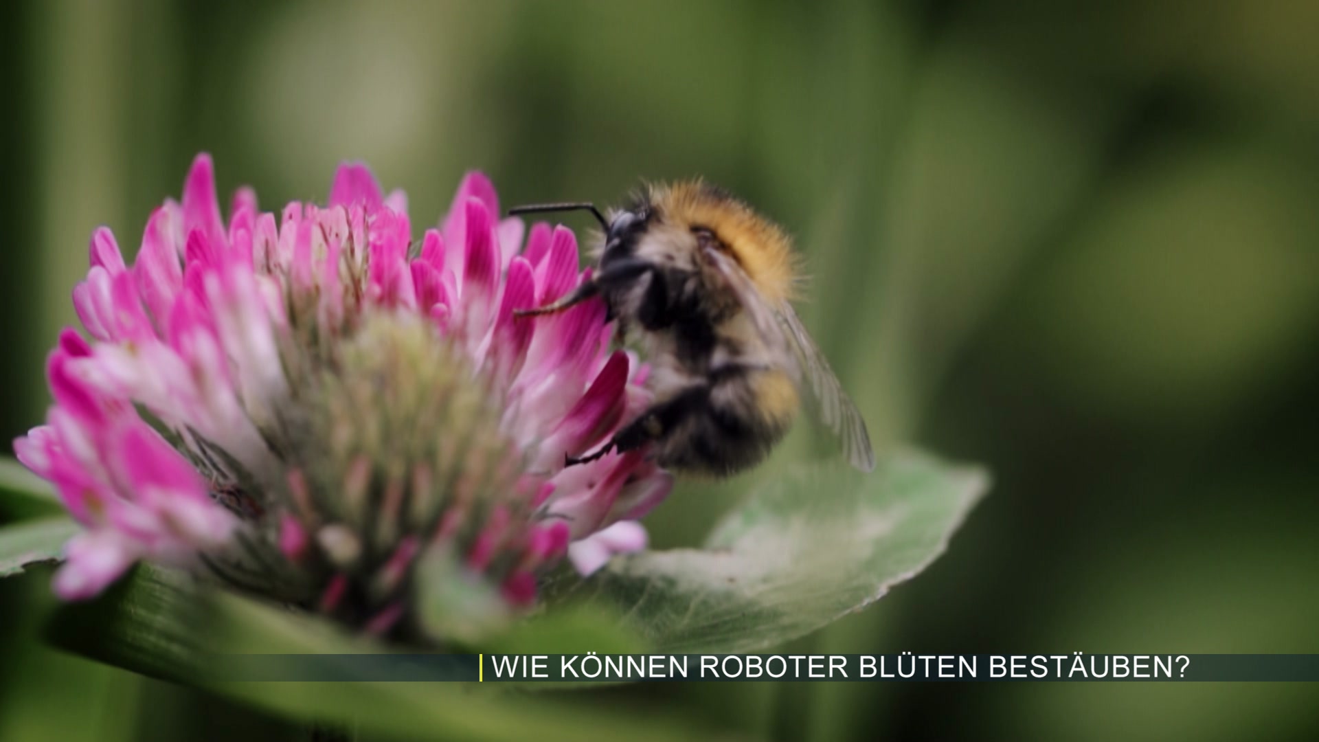 Bestäubung durch Roboter