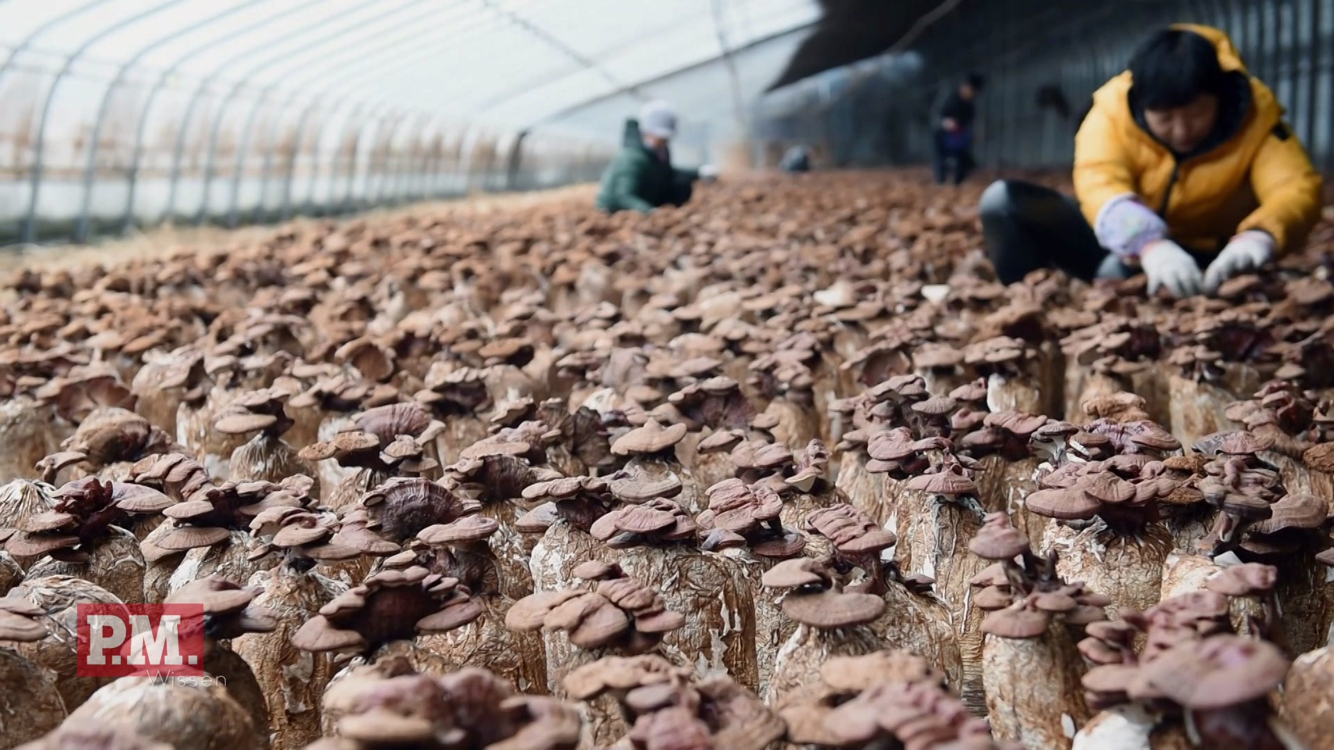 Elektronik aus Pilzen?