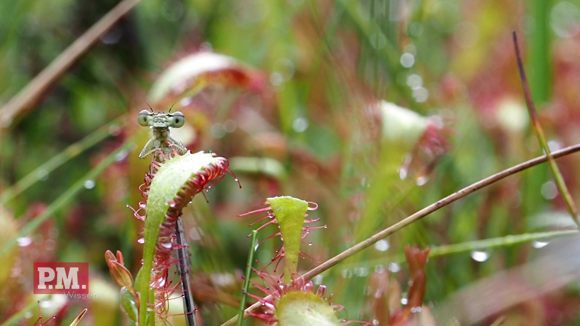 Feuchte Natur