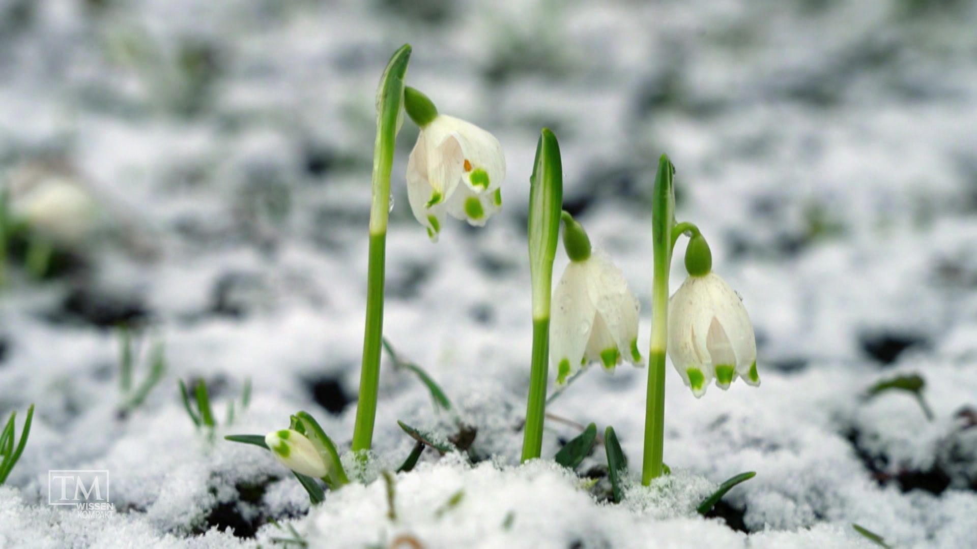 Winterwiese und Wunderstoffe