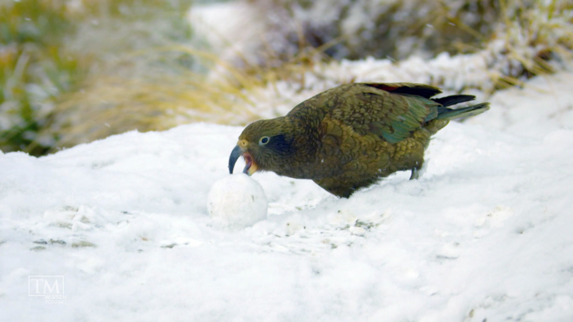 Tierisches Schneevergnügen?