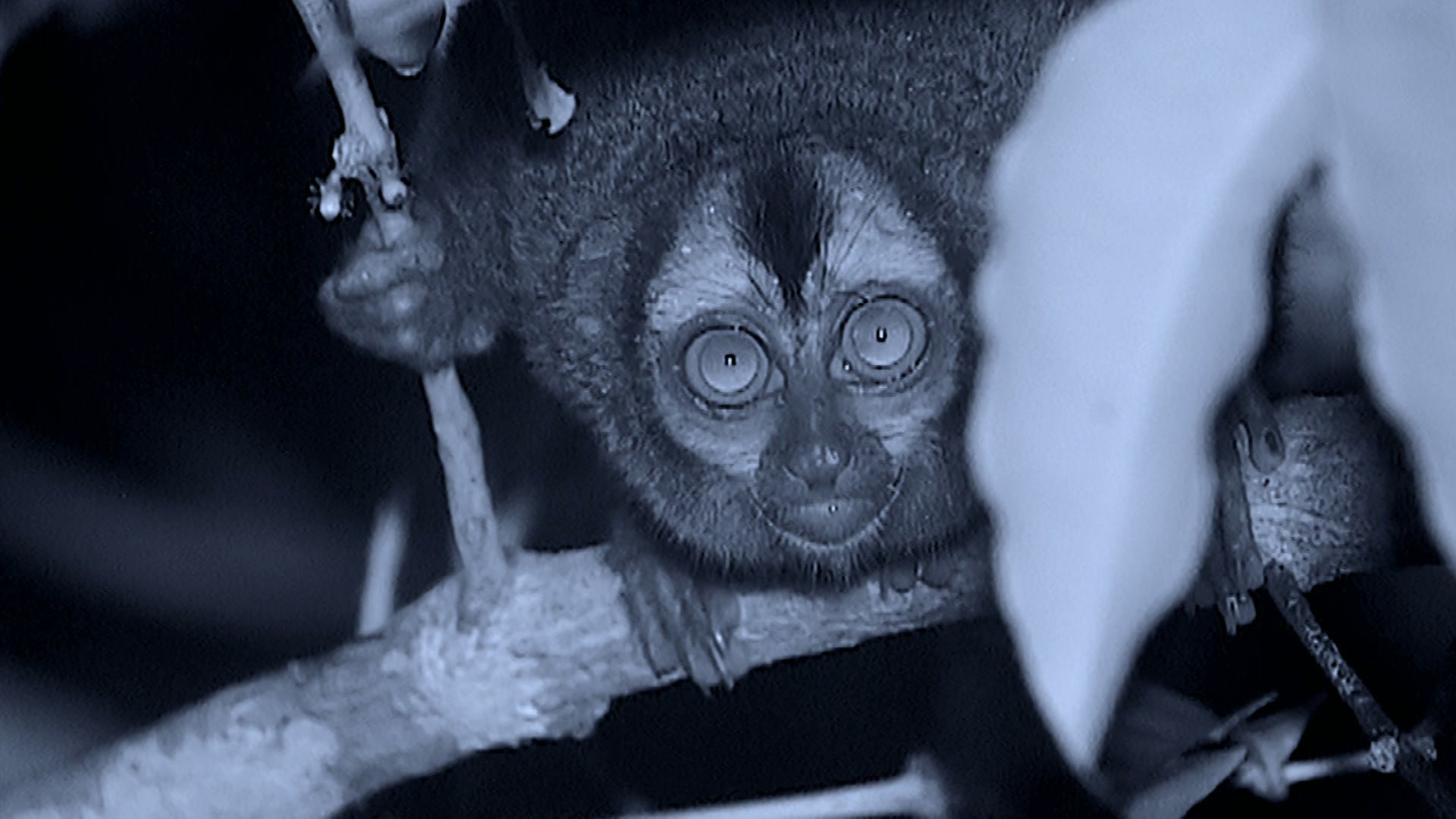 Im Dschungel von Costa Rica